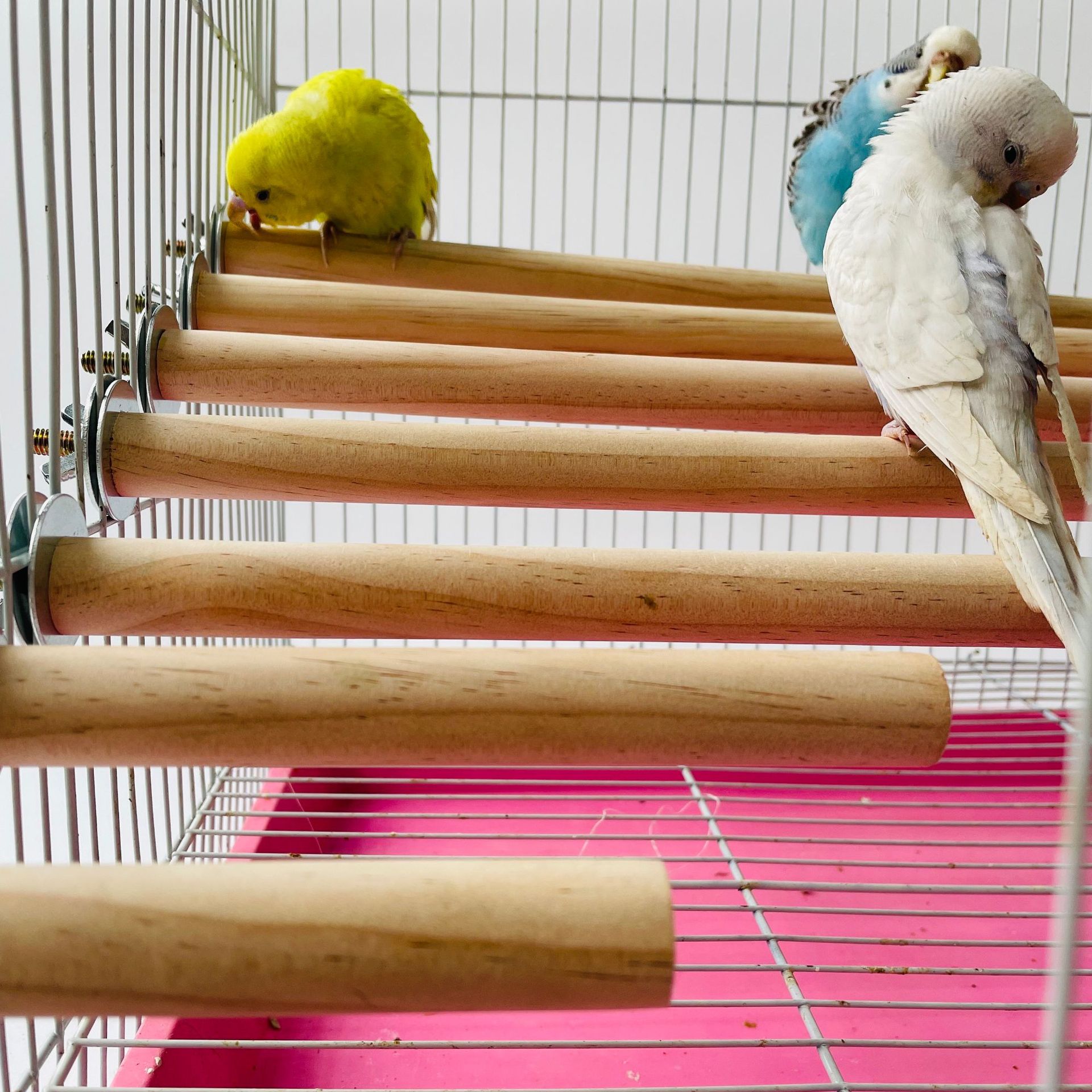 Parrot Pet Raw Standing Stick  - Pet X Supplies & Tack recension och pris